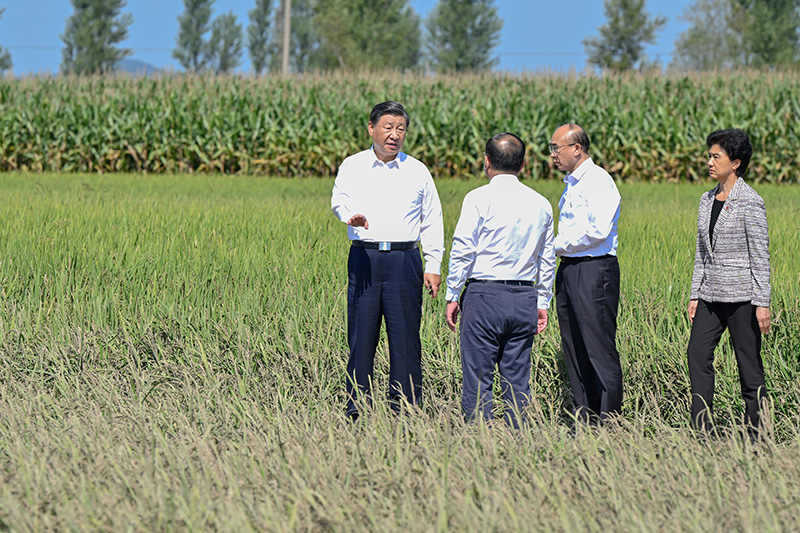 9月6日至8日，中共中央总书记、国度主席、中央军委主席习近平在黑龙江调查。这是7日上午，习近平在遭逢洪涝灾害的哈尔滨尚志市老街基乡龙王庙村，观察水稻受灾情况。